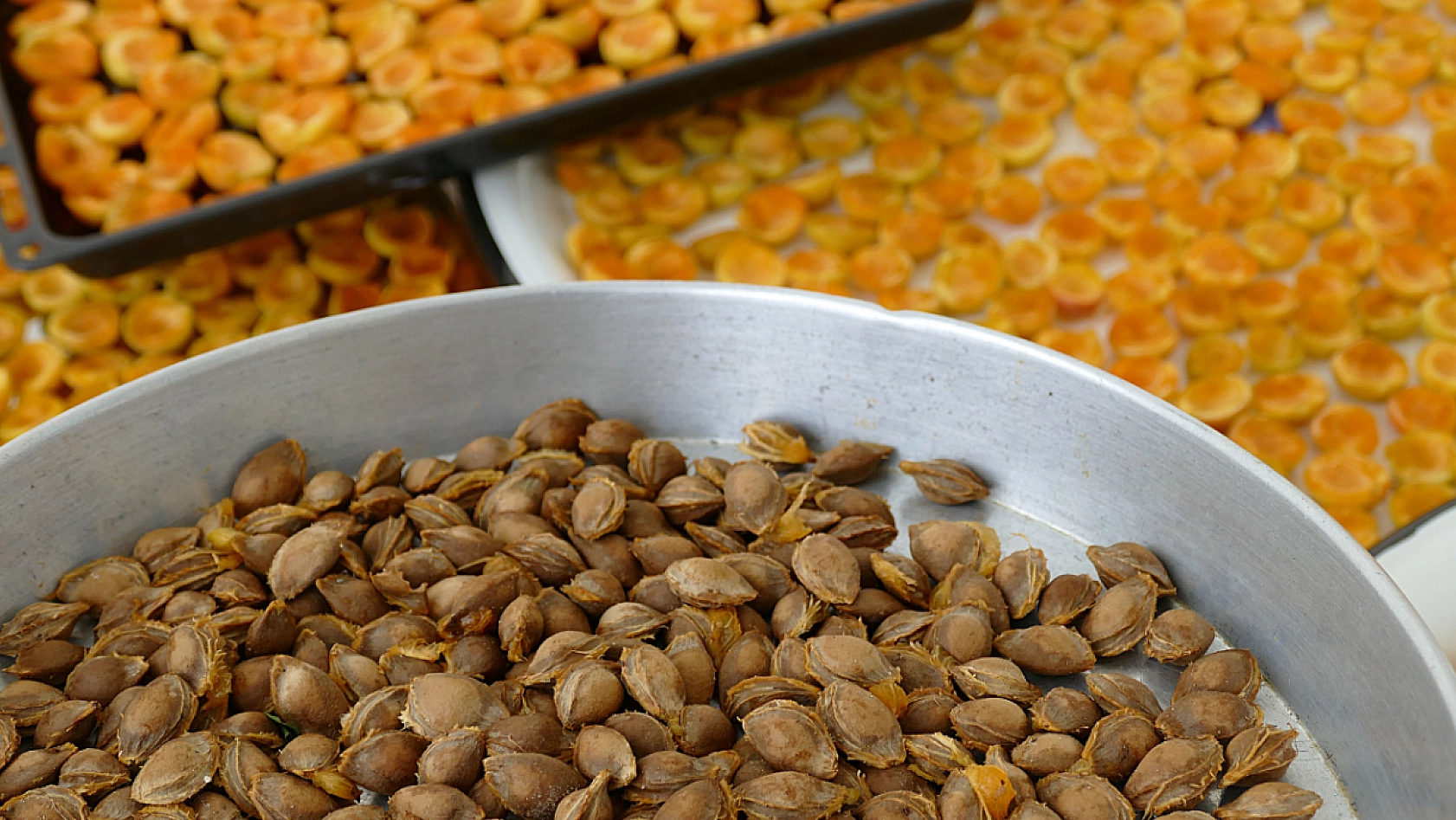 Erzincan'dan Malatya'ya Geliyor! Acı Tadıyla Gizli Gücüyle Şifa Dağıtıyor!