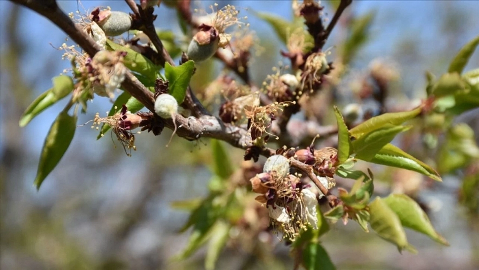 Malatya ve 36 ilde zirai don destekleri artıyor: 6,5 milyar TL daha ödenecek