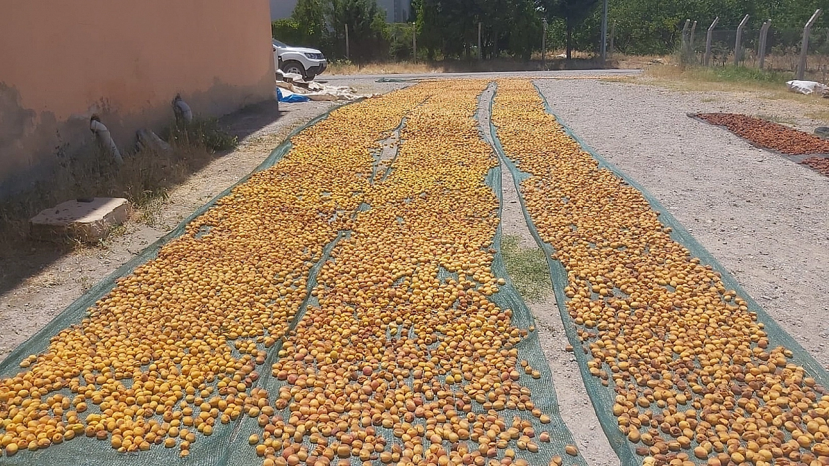 Zirai don kayısı ihracatını vurdu… | 7 dolara düştü!!!
