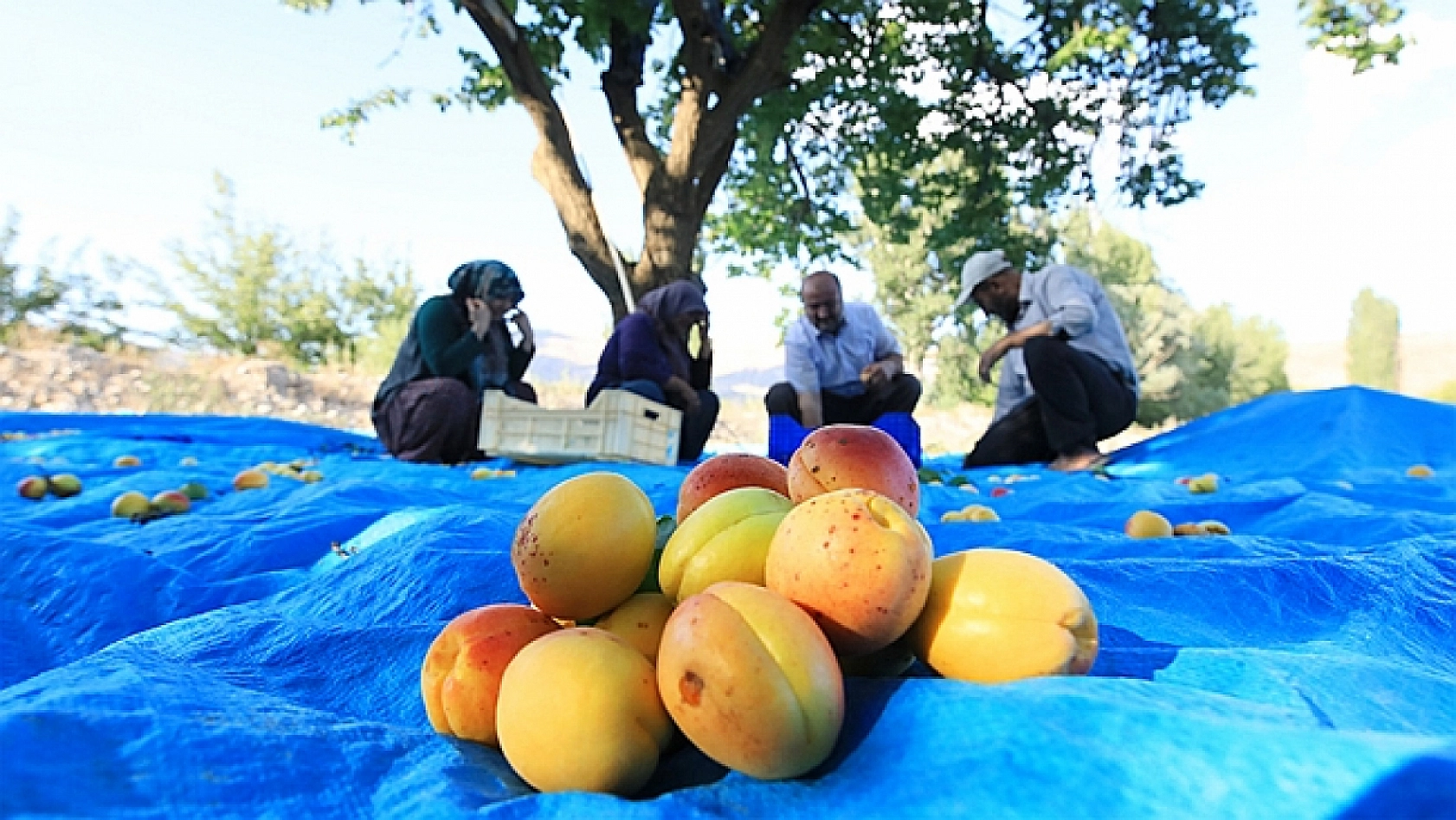 Malatya Kayısısı Çığlık Atmaya Devam Ediyor: Kayısı Üreticileri Ayakta!