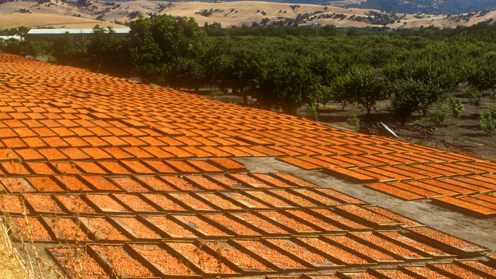 Kuru Kayısının Marketteki Fiyatı Dudak Uçuklattı!
