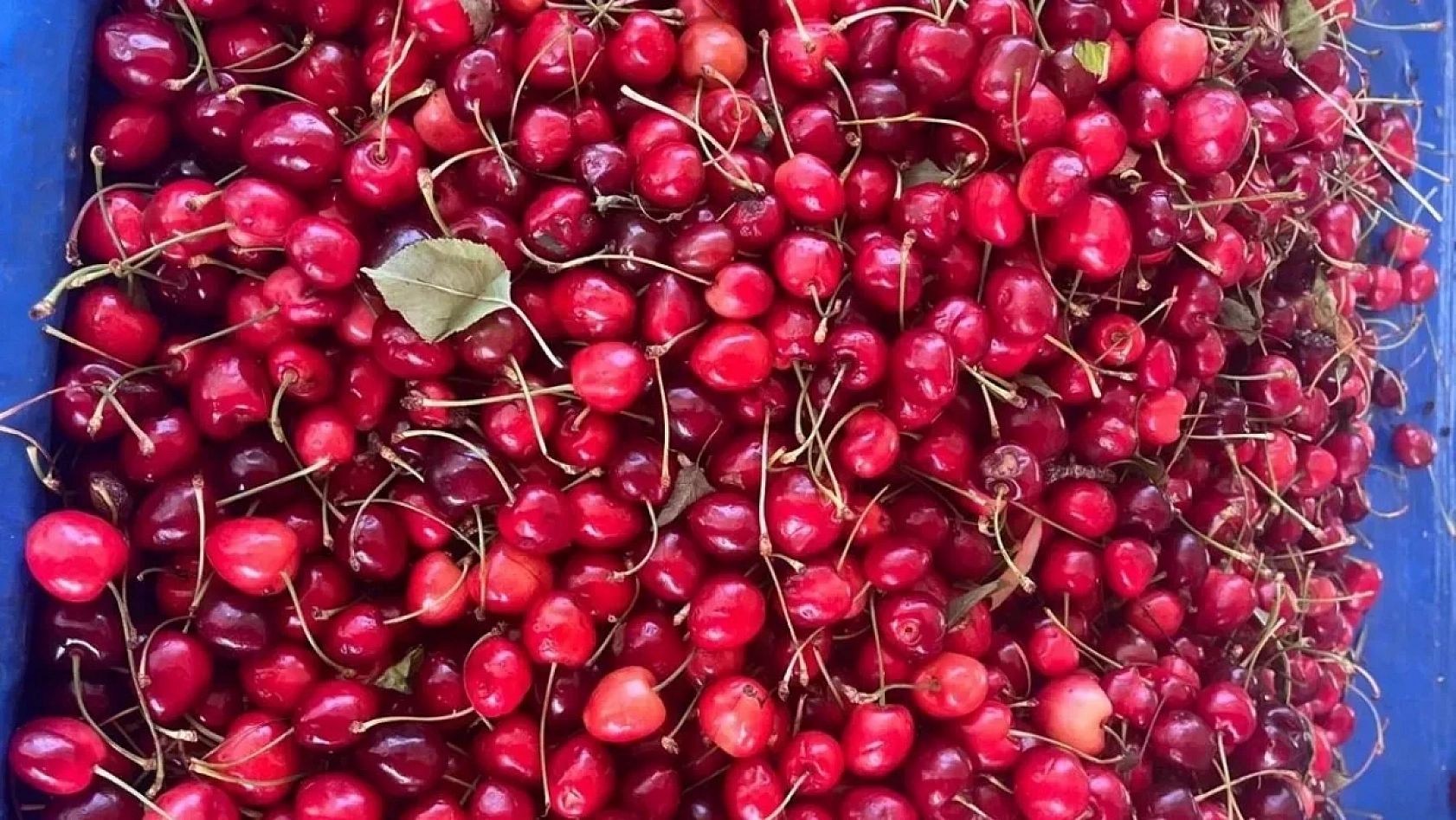 Malatya Hal Pazarı Fiyatları Açıklandı: En Ucuz Sebze ve Meyveler Belli Oldu