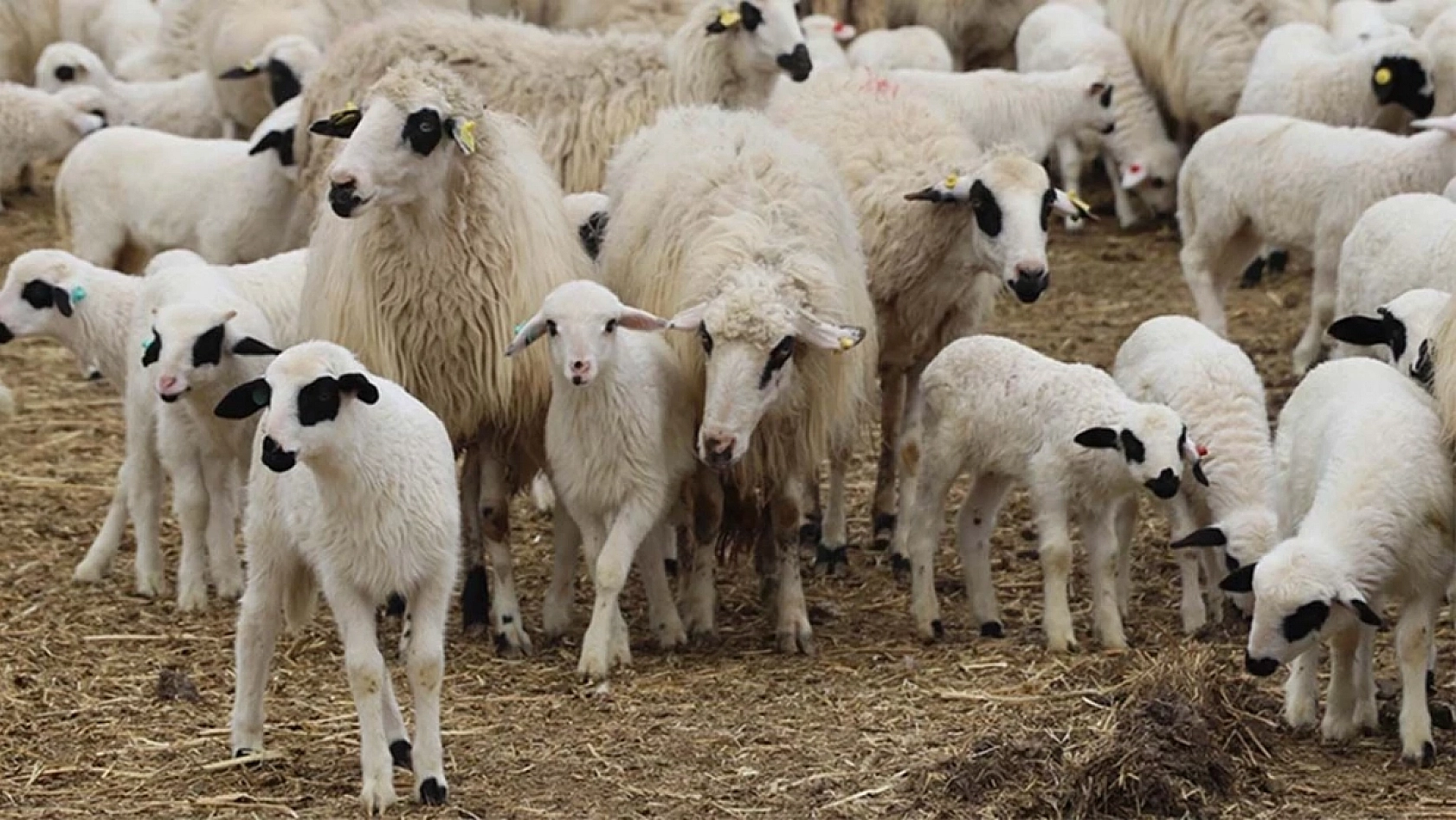 Malatya Valisi Destekleri Açıkladı! İşte Malatya'ya Deprem Sonrası Yapılan Destekler…