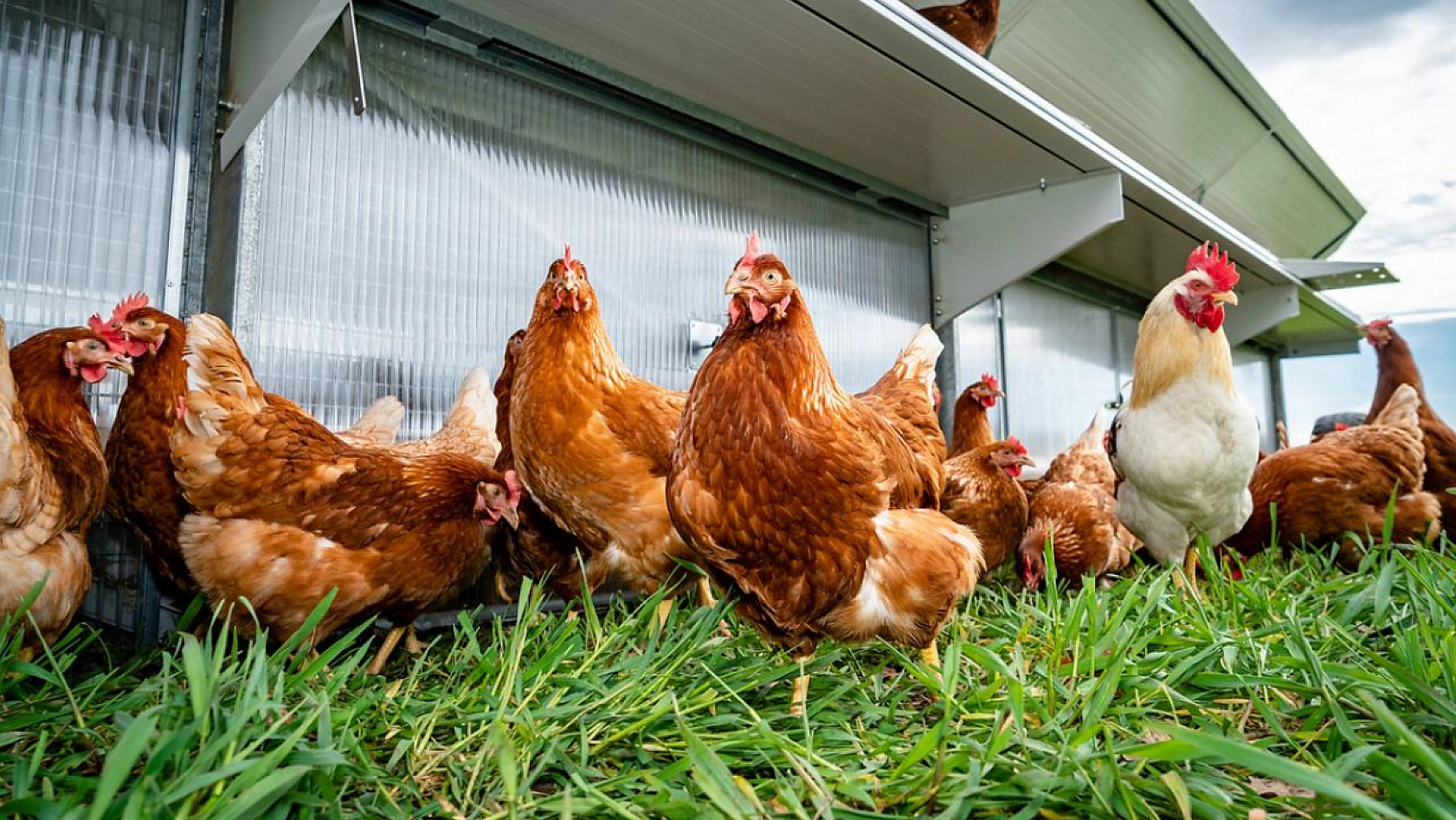 Sofralarımızın Vazgeçilmezi Tehlikede Mi?