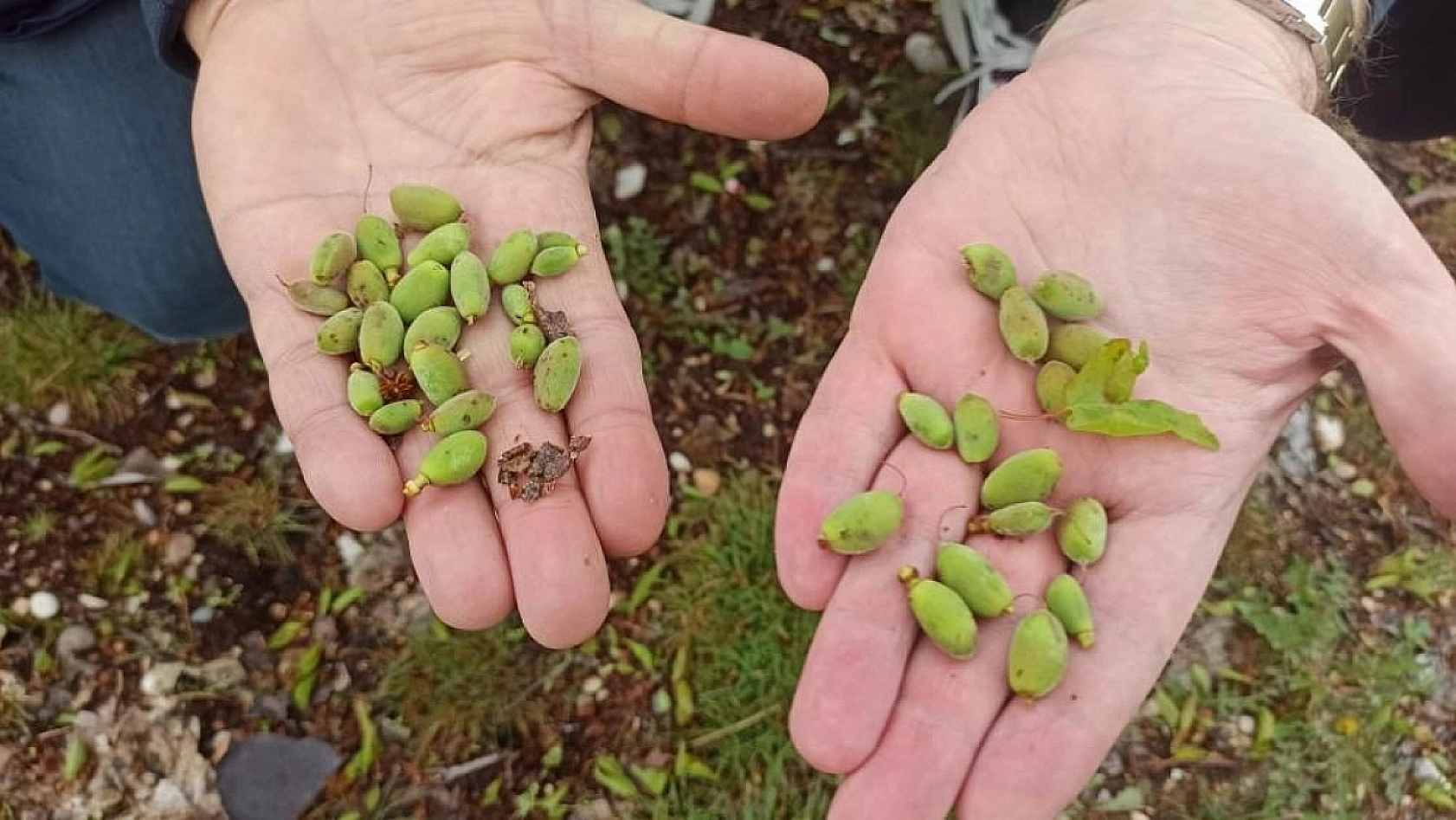 Malatya'daki çiftçiler dikkat! Tarımsal kredi borçları erteleniyor mu? İşte yanıtı…
