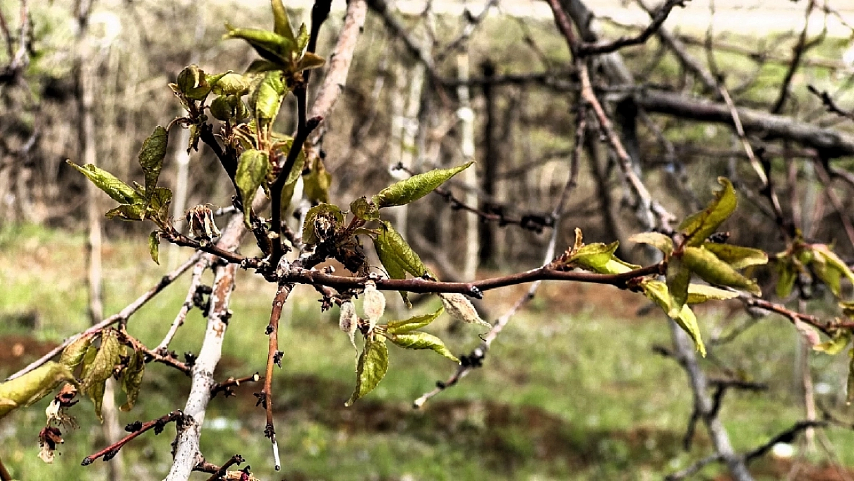 Zirai donun faturası ÇKS'siz çiftçiye mi kesildi? Başkan 'Üzgün' olduğunu açıkladı!