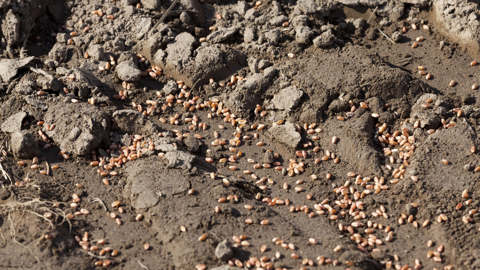 Malatya'da İşlenmeyen Tarlalar Üretime Açılıyor: 10 Soruda Cevapları!