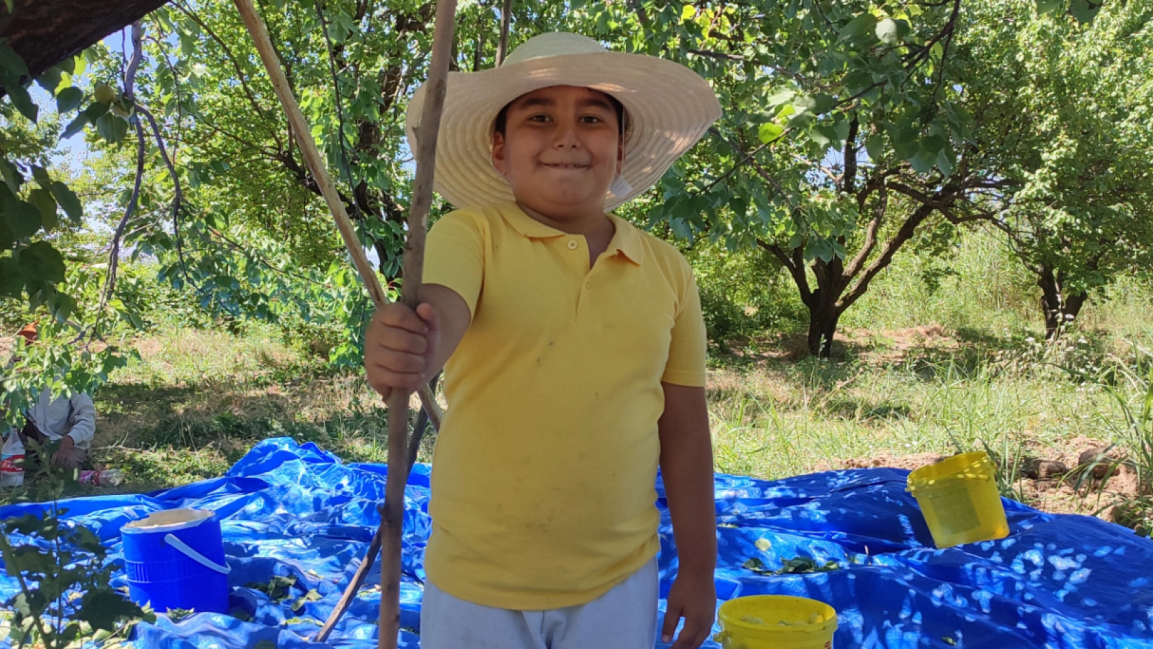 Kayısının başına gelmeyen kalmadı! Önce Dolu, Sonra Sert Rüzgarlar, Şimdi de...