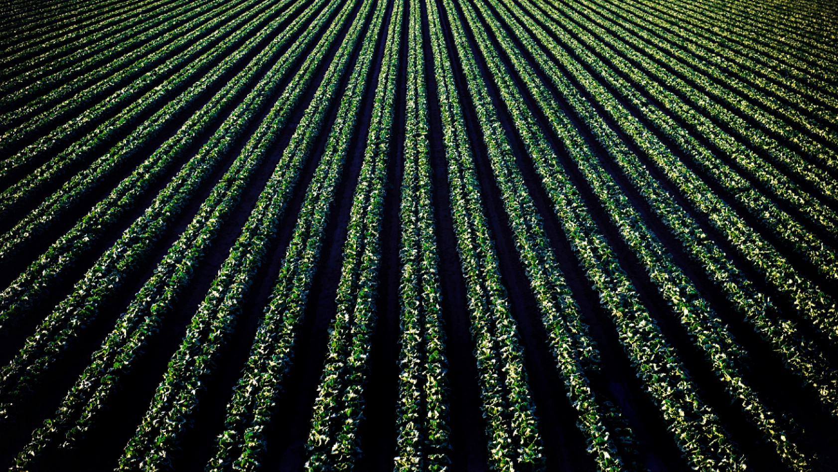 Bakanlık duyurdu! Destekleme ödemesi hesaplarda!