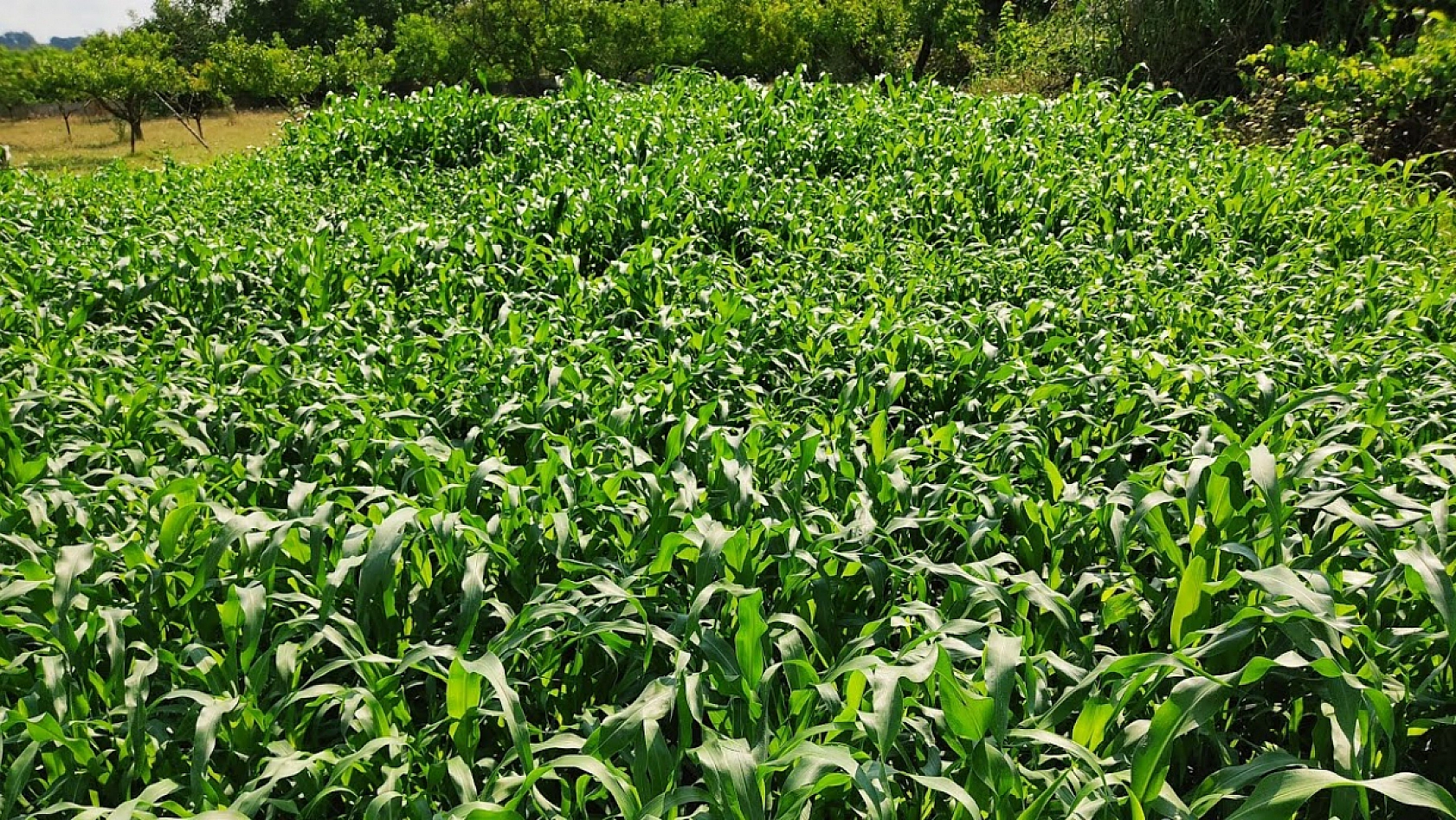 Malatya'da Destek Ödemeleri Arttırıldı…! Dekar Başına Güncel Fiyatlar Açıklandı…