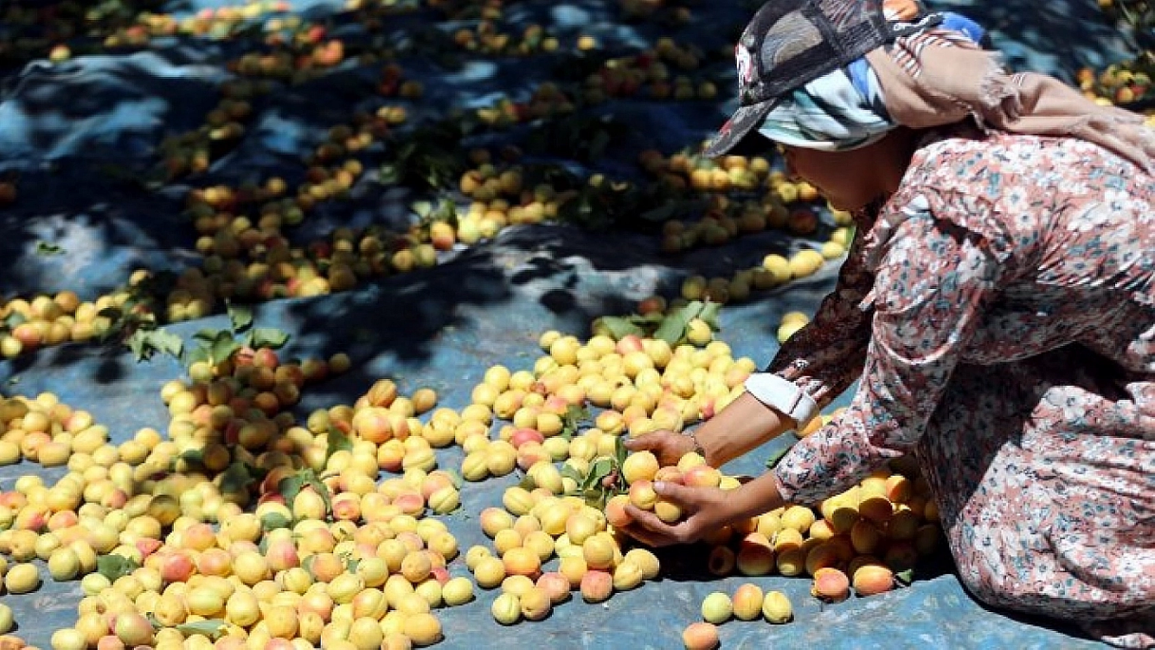 Kayısı Fiyatları Alarm Veriyor! Malatya'da Kayısı Mitingi Düzenlenecek!