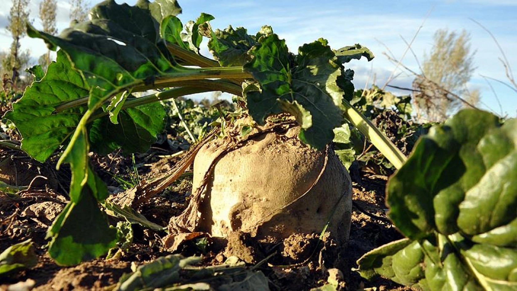 Malatya'da Pancar Alım Fiyatı Beklentiyi Karşıladı Mı? Üretici Ne Diyor?