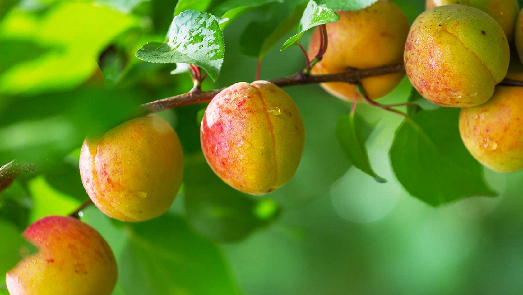İklim Değişikliği Kayısıyı Olumsuz Etkileyecek: Coğrafi İşaret Gidebilir!