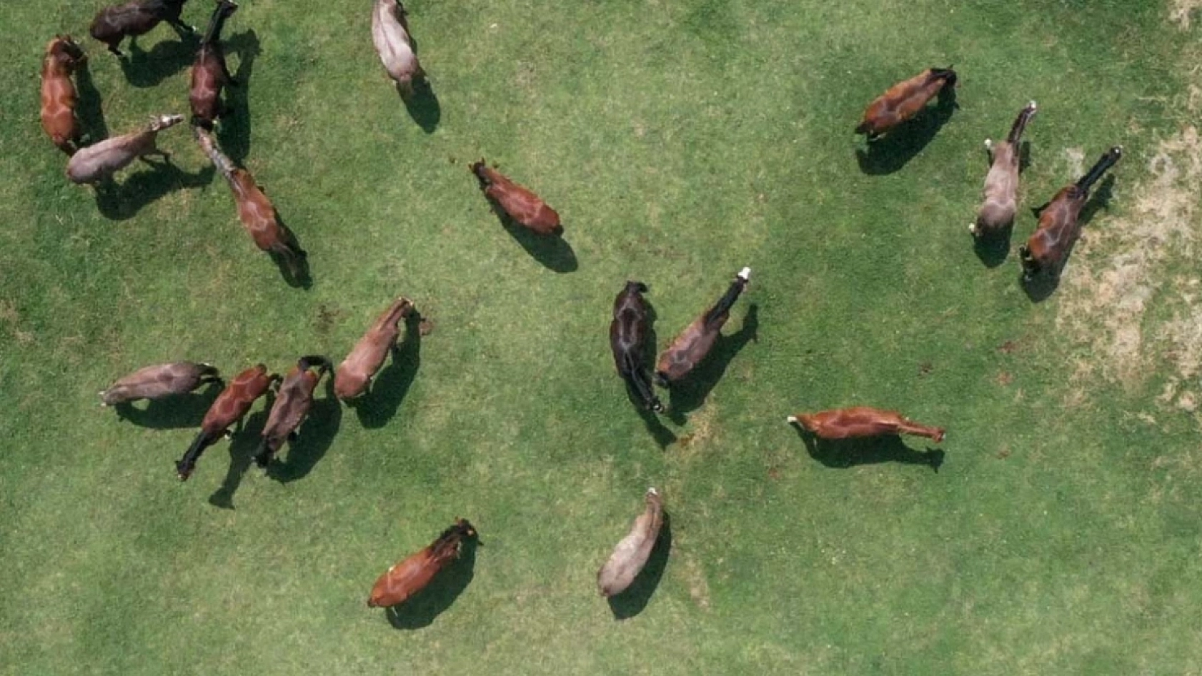 Malatya'da Yetiştirilen Milyonluk Taylar İstanbul'da Görücüye Çıkıyor!