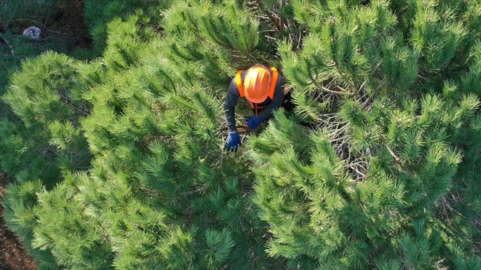 Orman Genel Müdürlüğü, Malatya'ya 27 Personel Alacak!