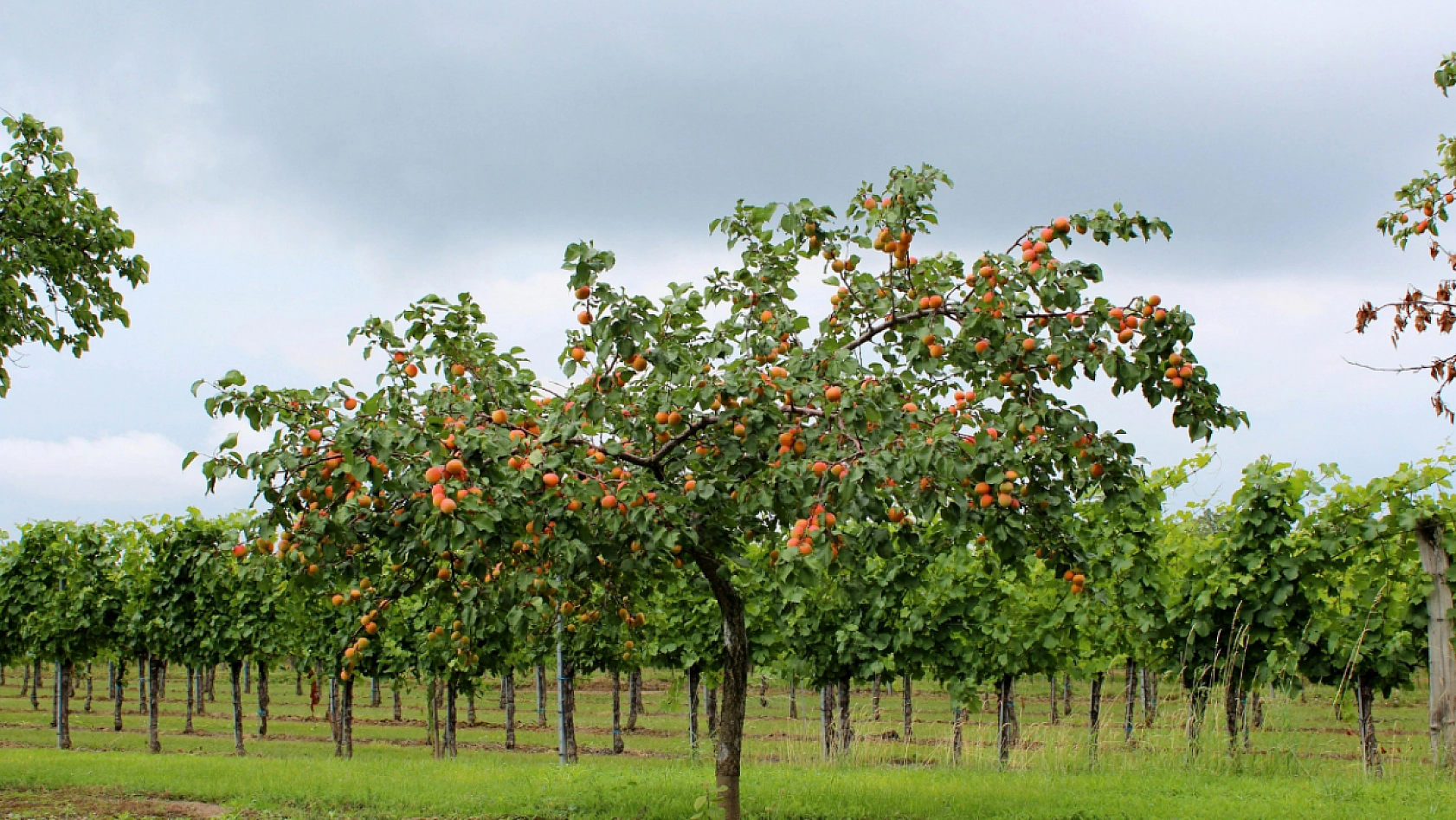 Kayısıda devrim! Verim artacak, görüntü değişecek