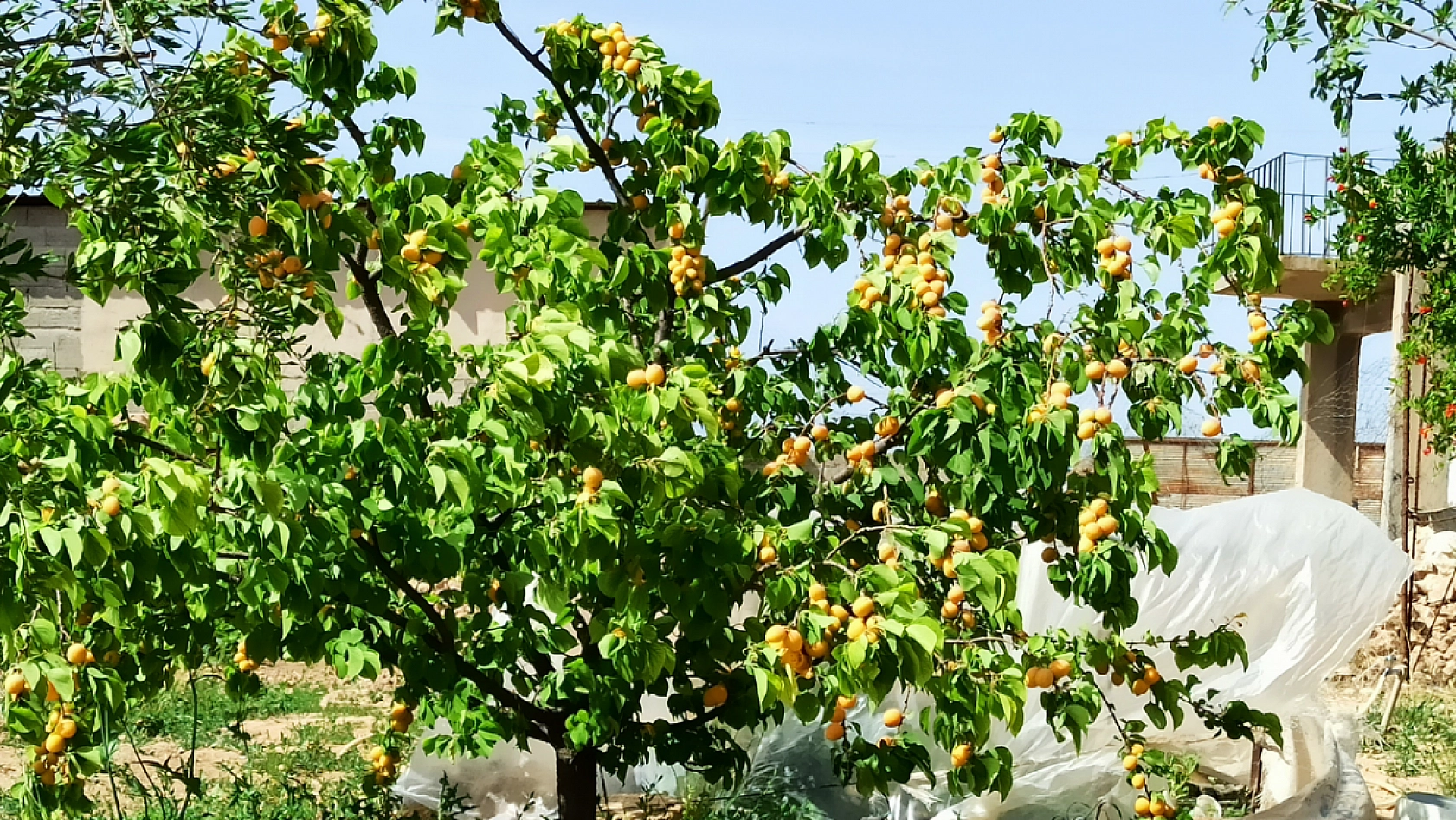 Kayısıda devrim! Verim artacak, görüntü değişecek