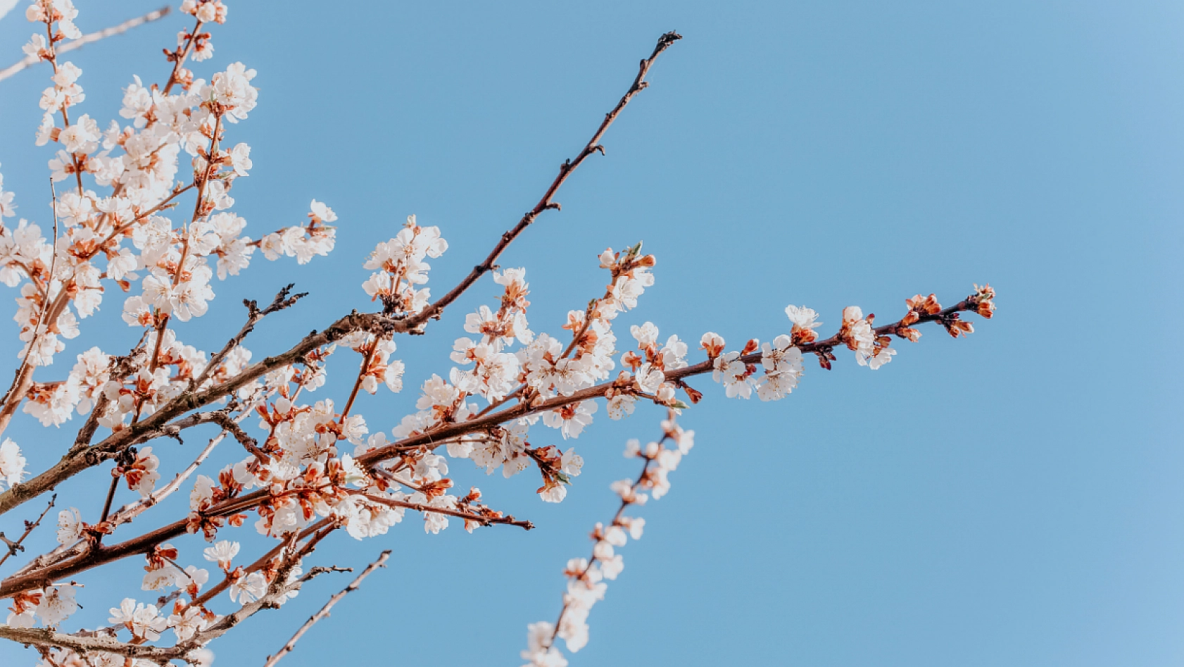 Malatya'da termometreler yükseliyor! Sıcaklık 27 dereceye kadar çıkacak....