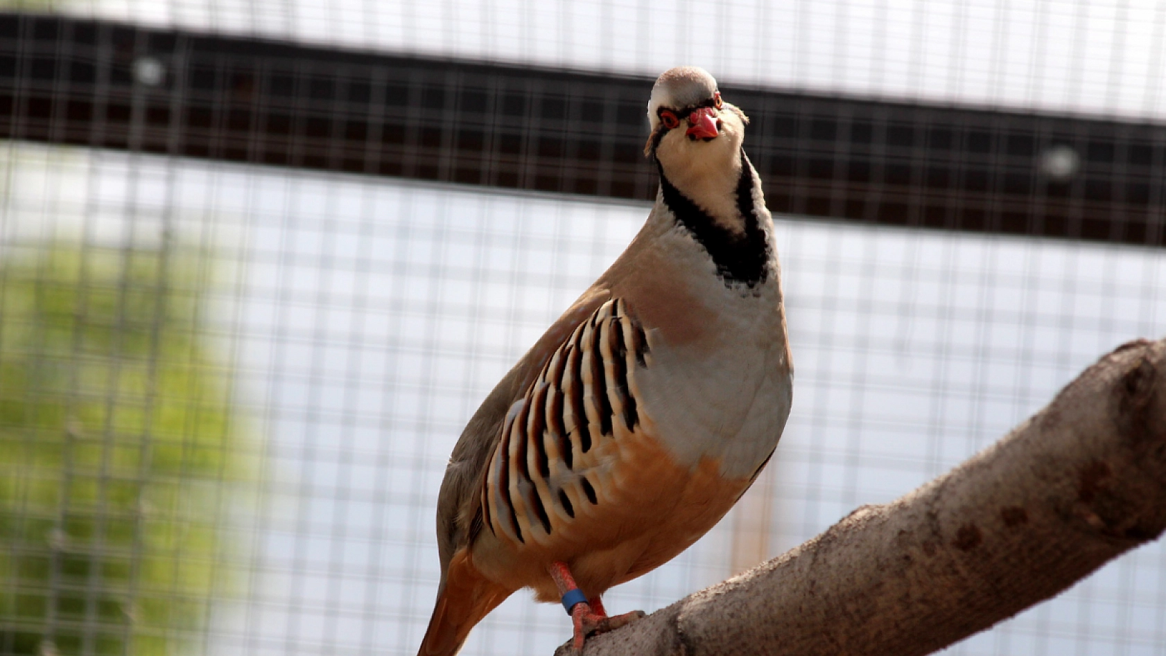 Resmi Gazete'de yayımlandı|Malatya'da av takvimi belli oldu: Çakala yasak, Kekliğe tarih verildi....