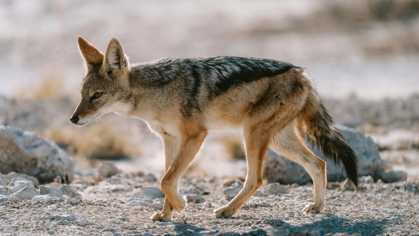 Resmi Gazete'de yayımlandı|Malatya'da av takvimi belli oldu: Çakala yasak, Kekliğe tarih verildi....