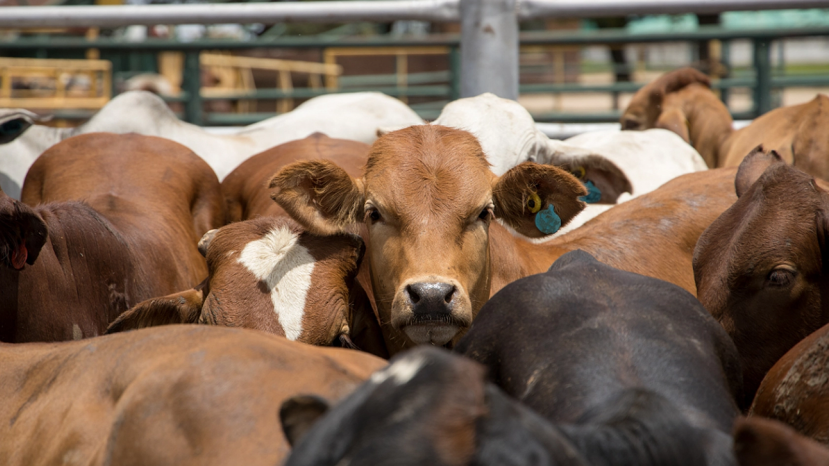 Şap hastalığı ve arz krizi: Malatya'da et fiyatları tırmanıyor| Yılbaşında kilosu bin TL olabilir