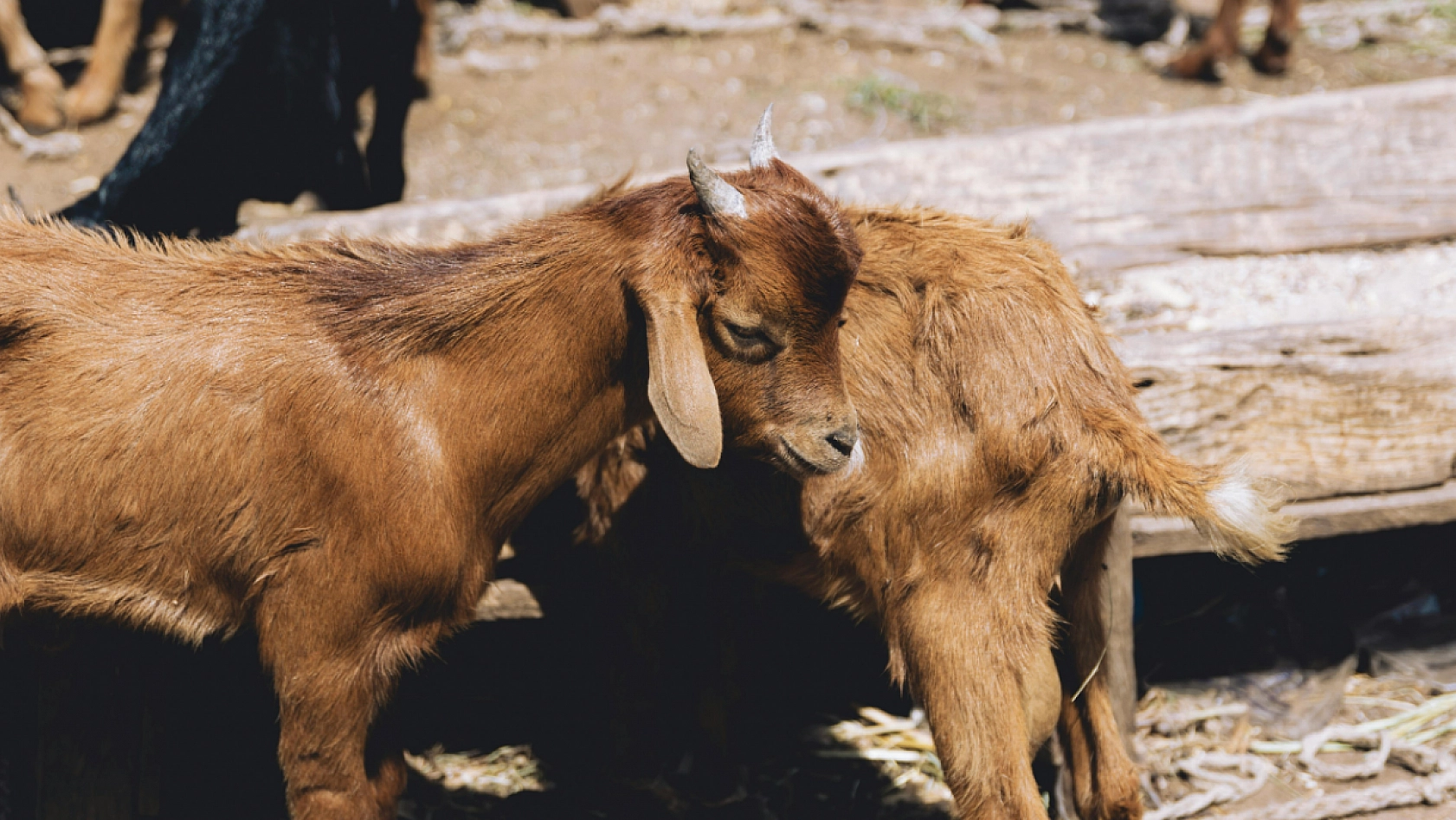 Malatya'nın hayvan sayısı açıklandı: Dağılım dikkat çekti
