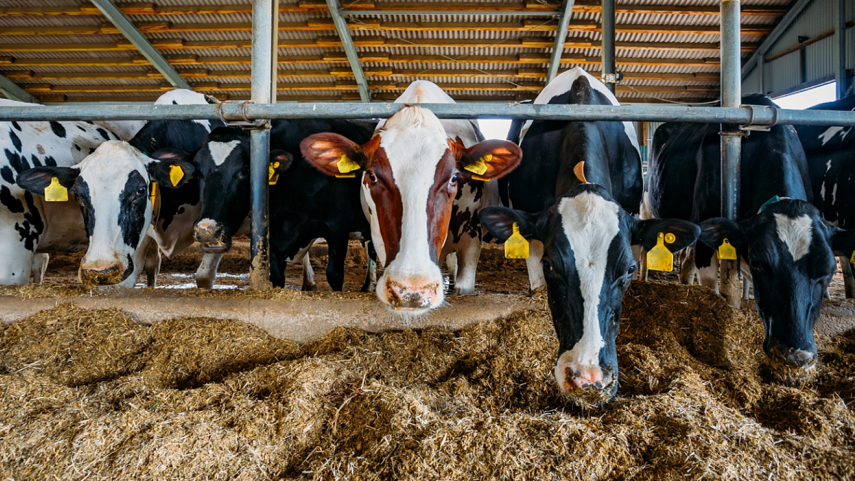 Malatya'nın hayvan sayısı açıklandı: Dağılım dikkat çekti