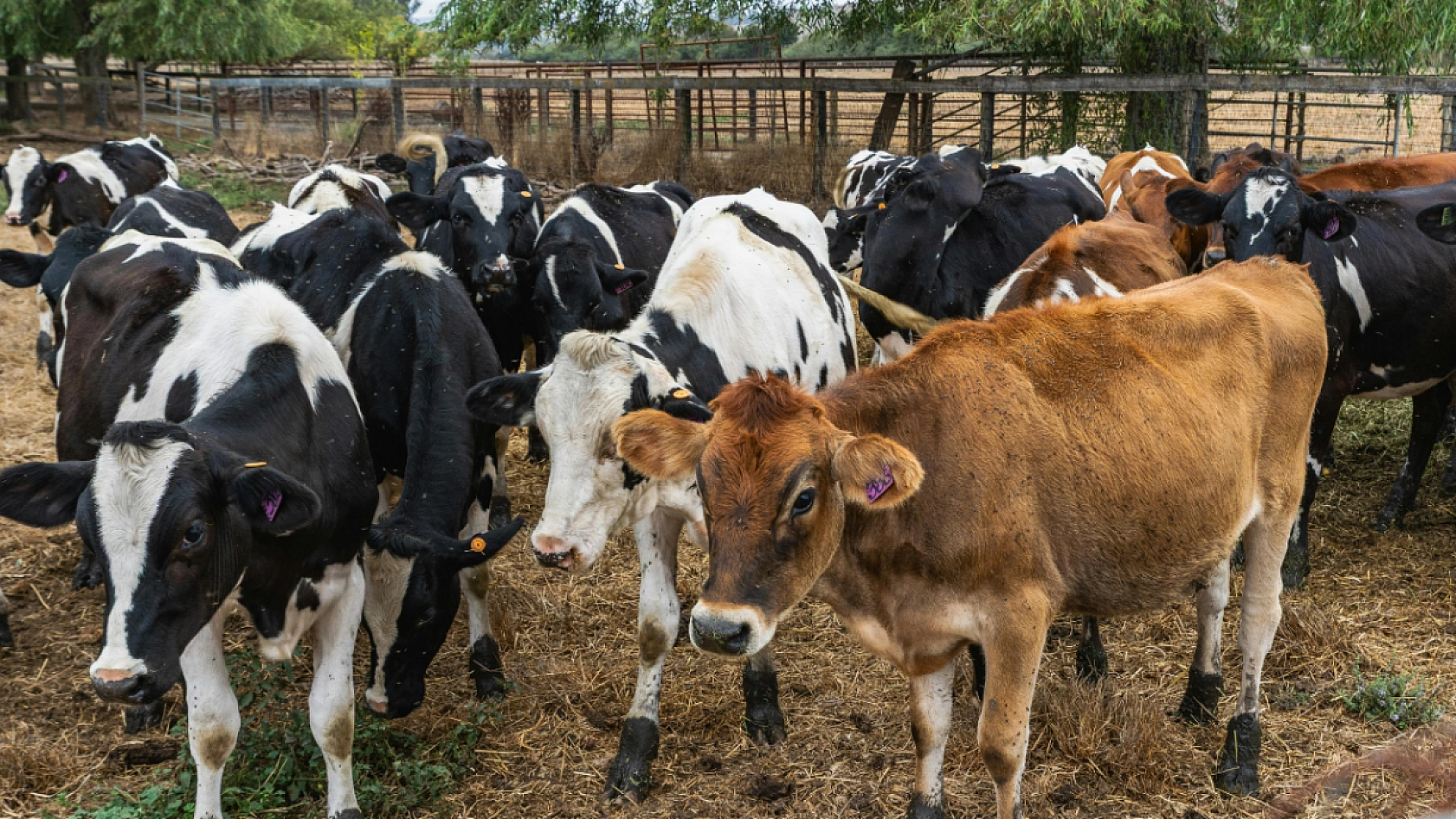 Malatya'nın hayvan sayısı açıklandı: Dağılım dikkat çekti