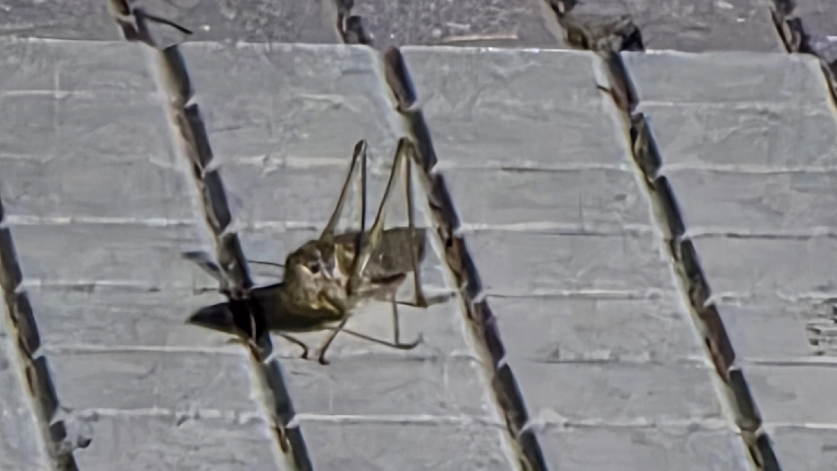 Malatya'da çekirge istilası! Felaketlerin ardı arkası kesilmiyor….