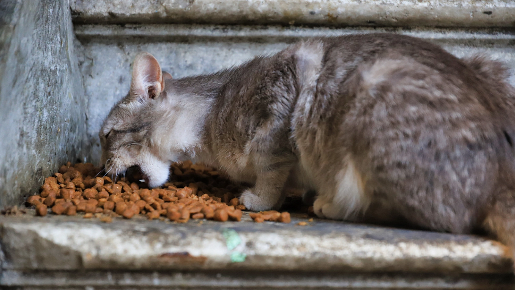 Malatya'da sokak hayvanları krizine valilik neşteri: Seviyorsak sahiplenelim