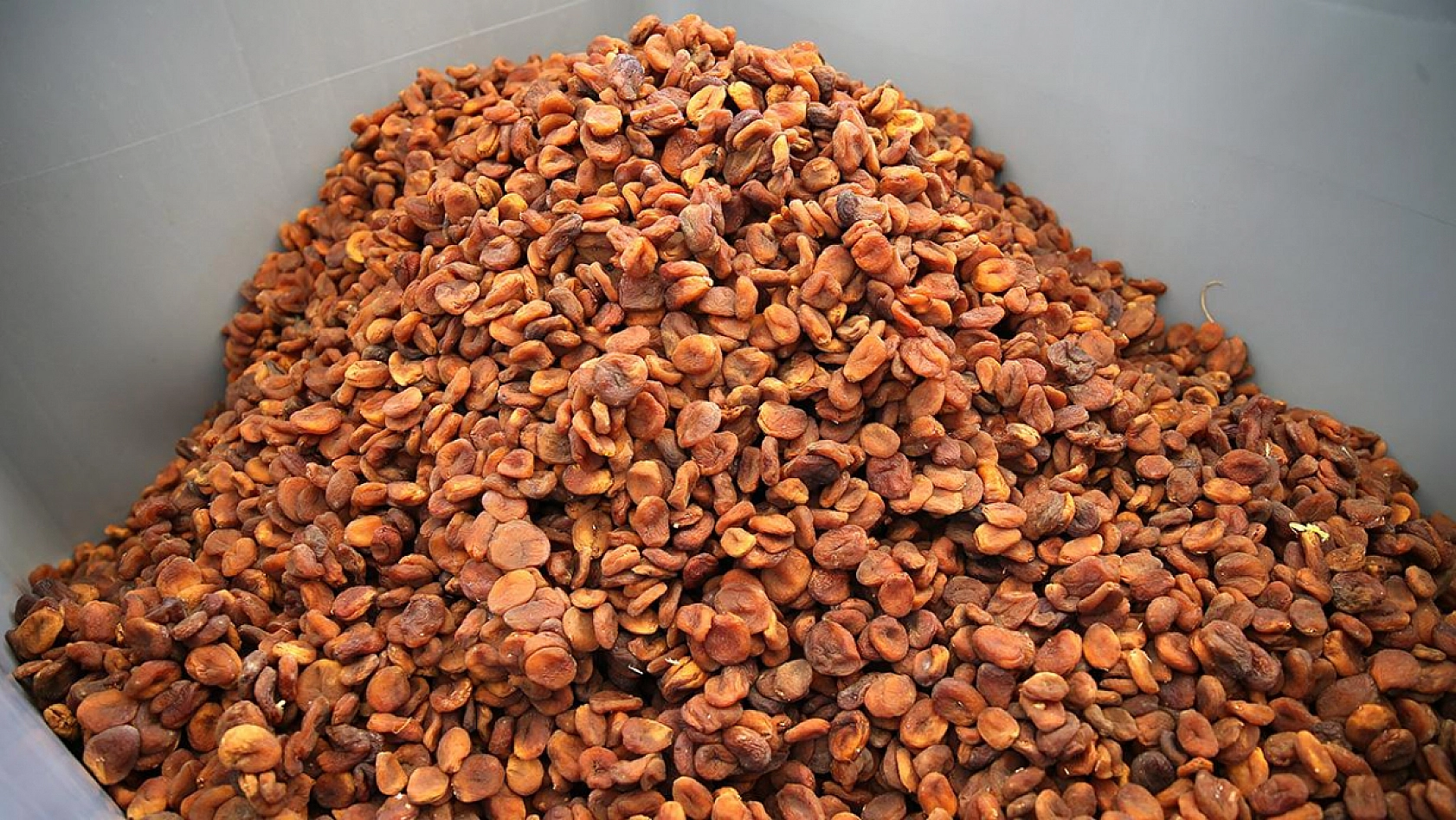 İklim Değişikliği Kayısıyı Olumsuz Etkileyecek: Coğrafi İşaret Gidebilir!