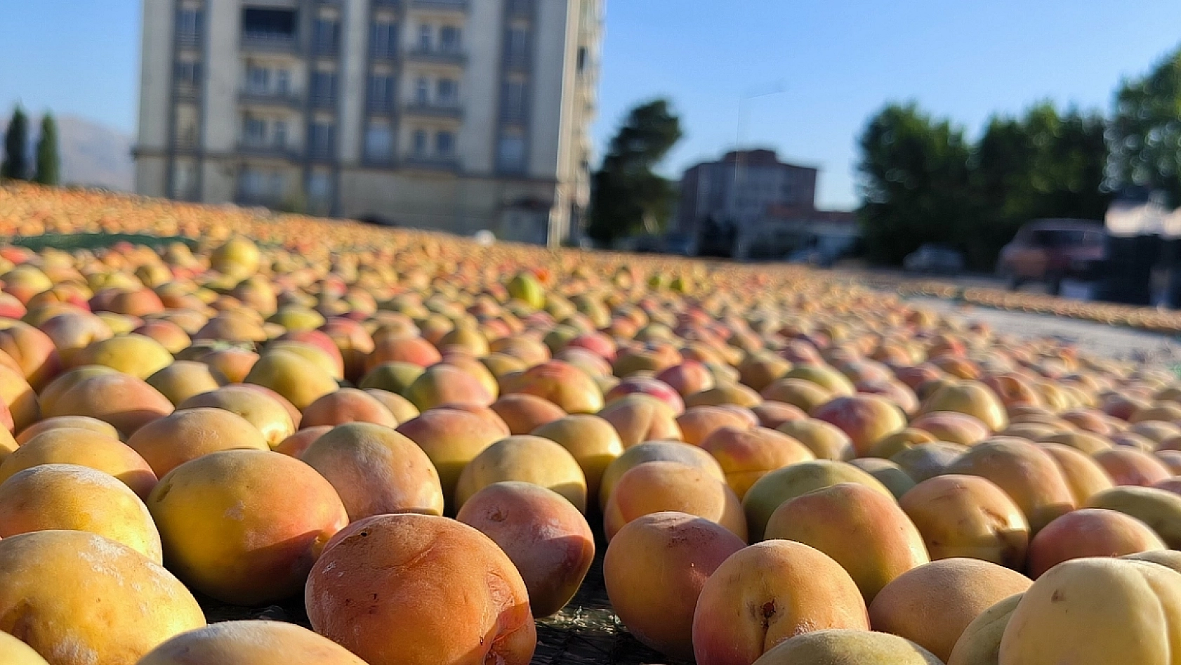 TÜİK Açıkladı… 'Sarı Altın'da yüzde 65 düşüş bekleniyor'