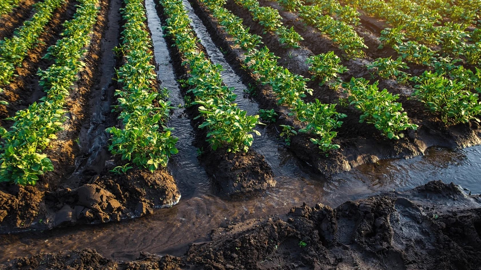 Tarımda Yeni Dönem: Tasarruf Artacak!