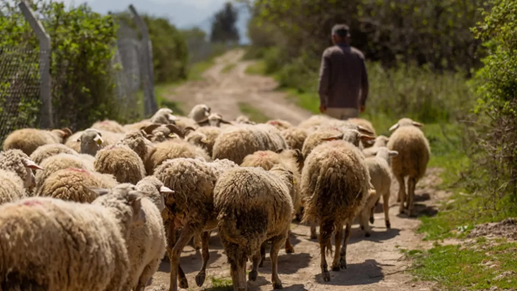 Hayvancılık İşletmelerinde Yabancı Çoban İstihdamı: Kapsam ve Detaylar Belli Oldu