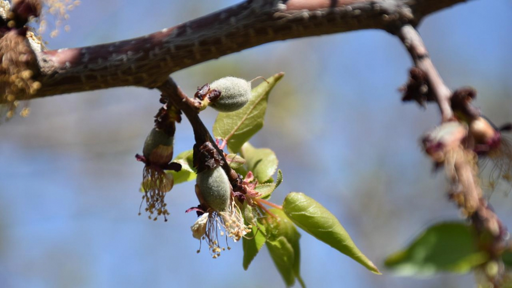 Zirai don ödemeleri gecikti: Üretici tarlasını mı satsın?