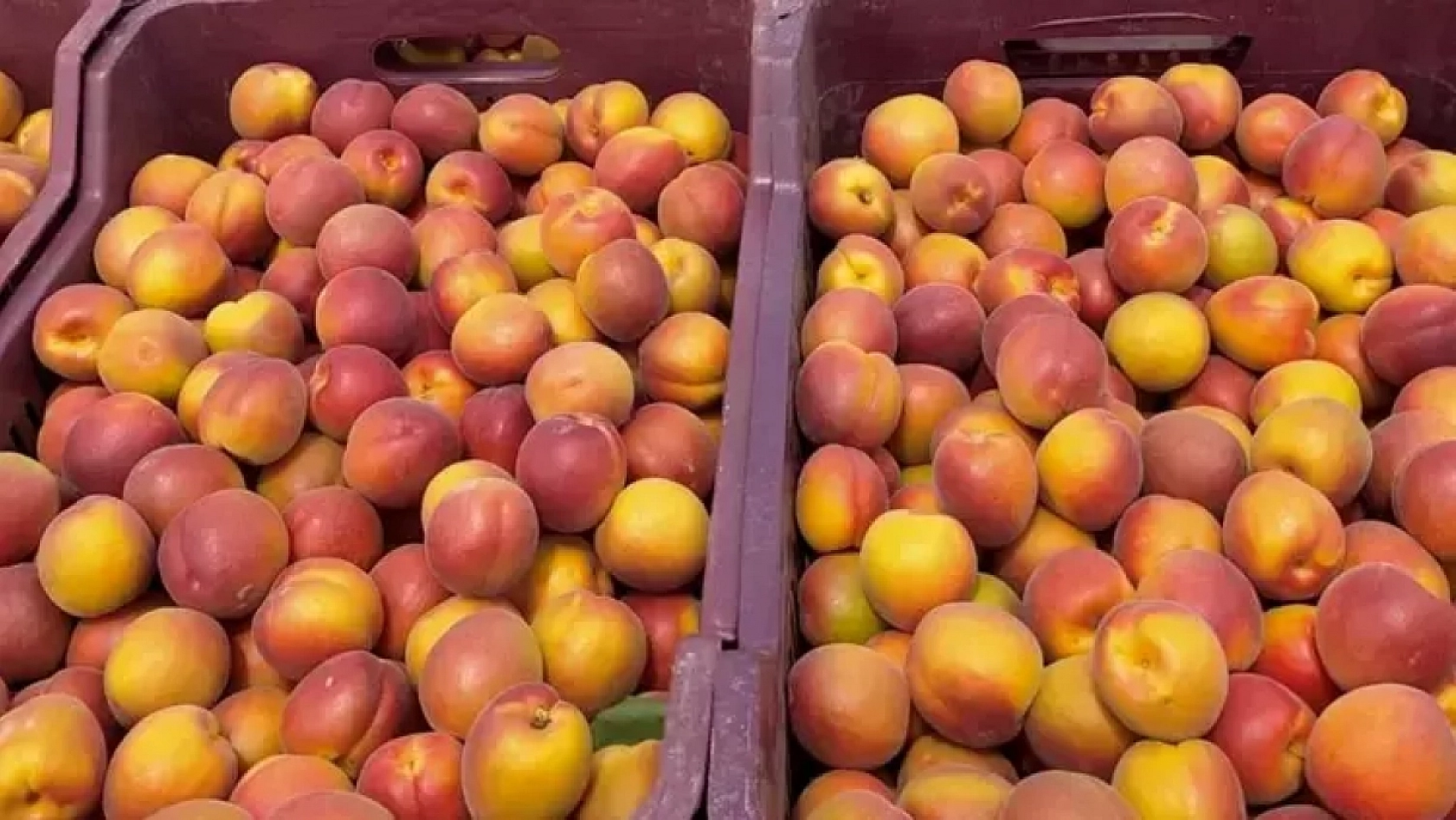 Malatya'ya Müjde! TMO Alım Yapacak! İşte Detaylar...