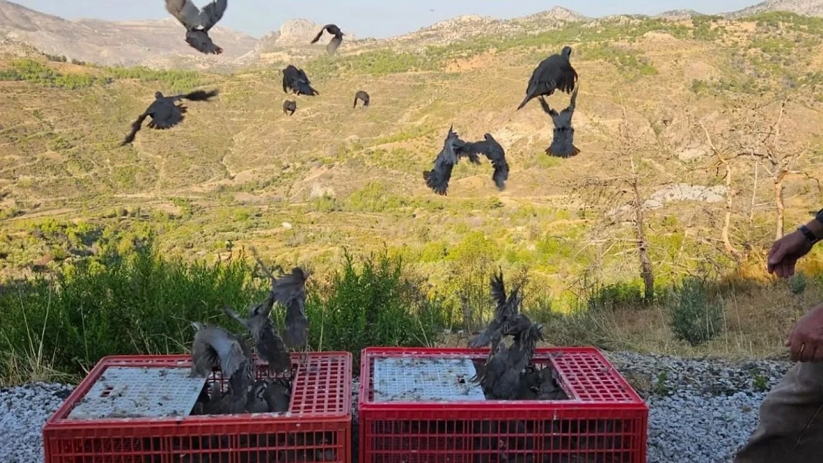 Keneyle mücadele için doğaya salındılar: 3 yıl avlanılması yasak!