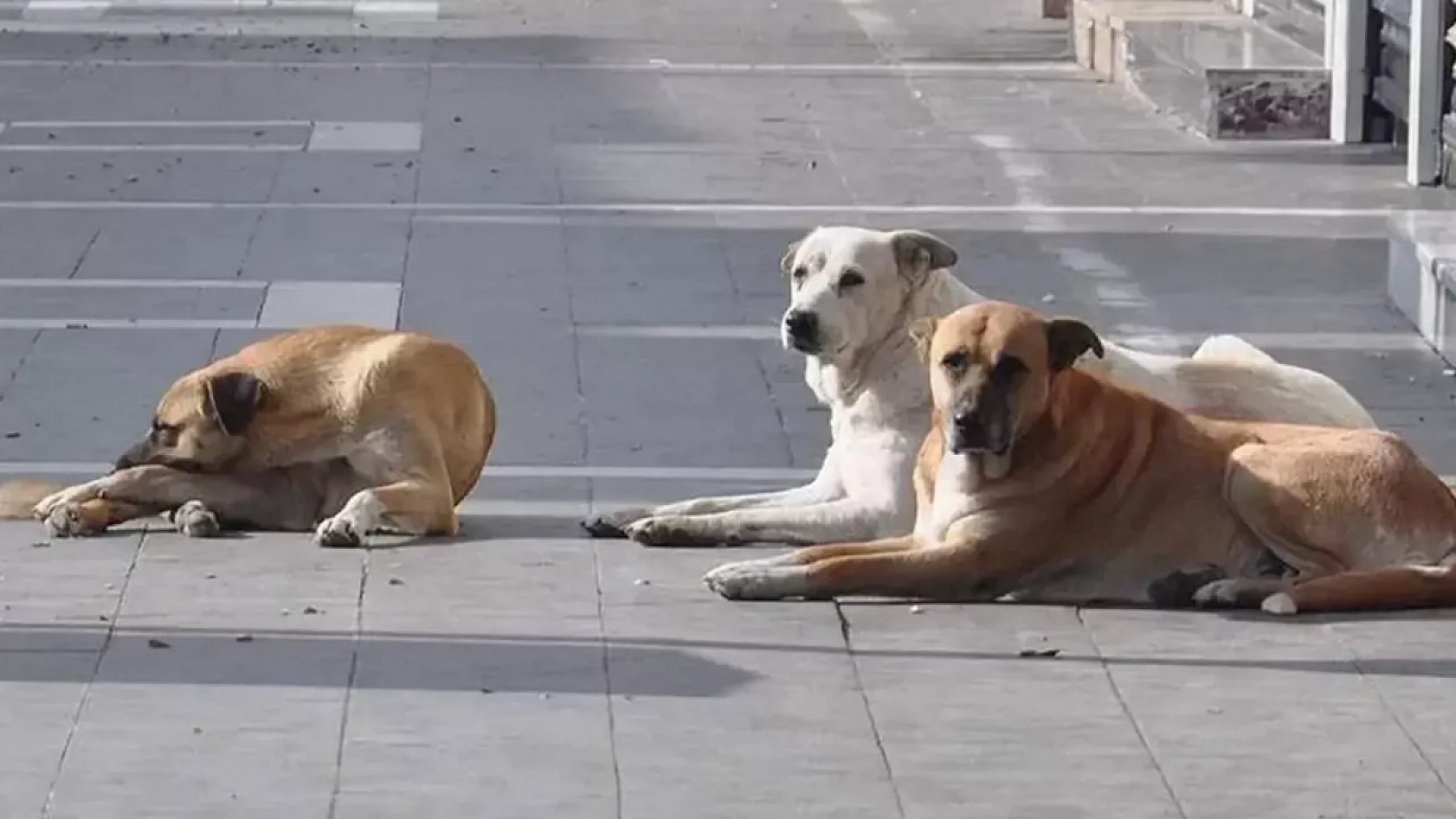 Vali Uyardı: Bu Görev Belediyelerin!