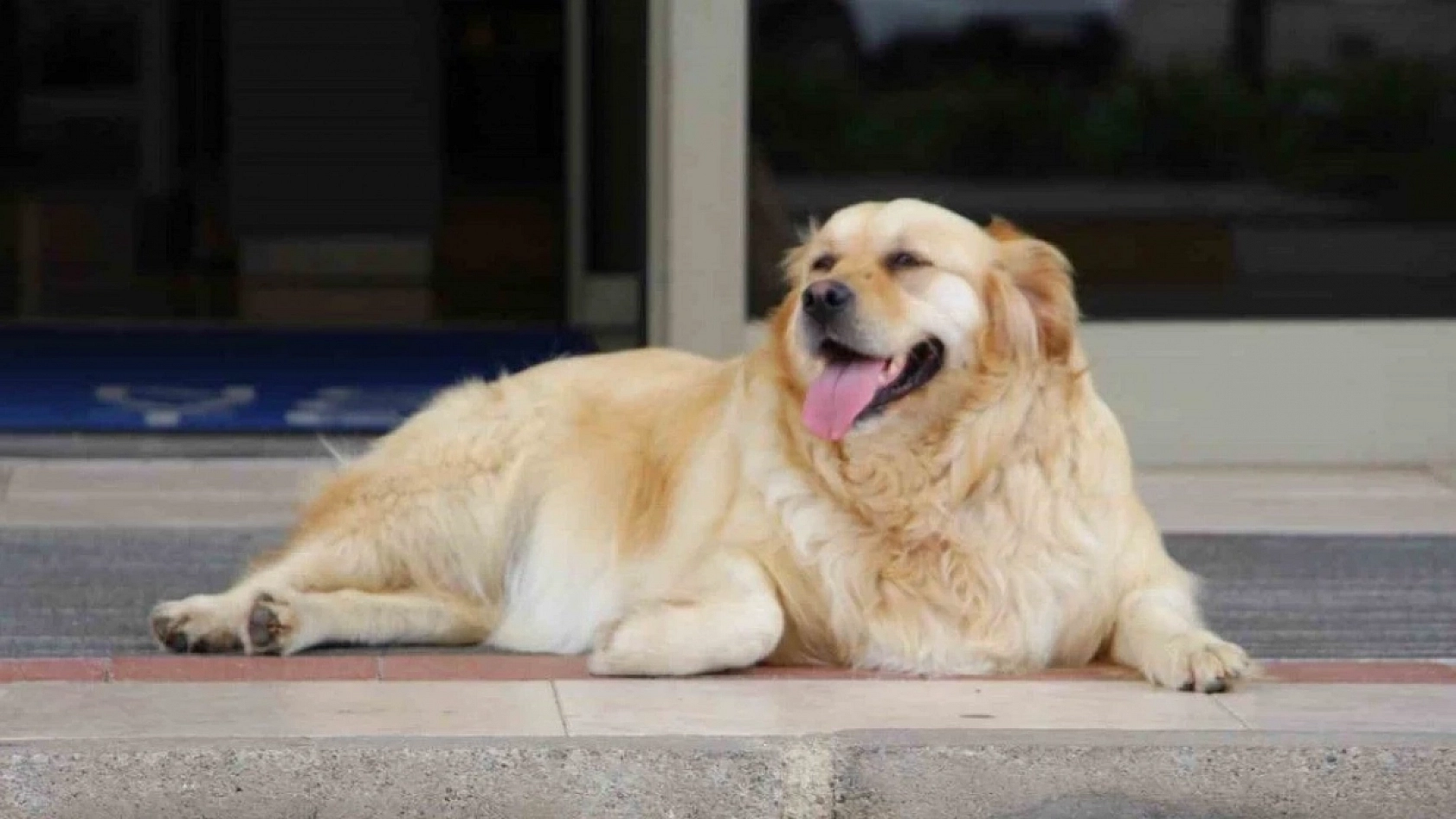 Vali Uyardı: Bu Görev Belediyelerin!