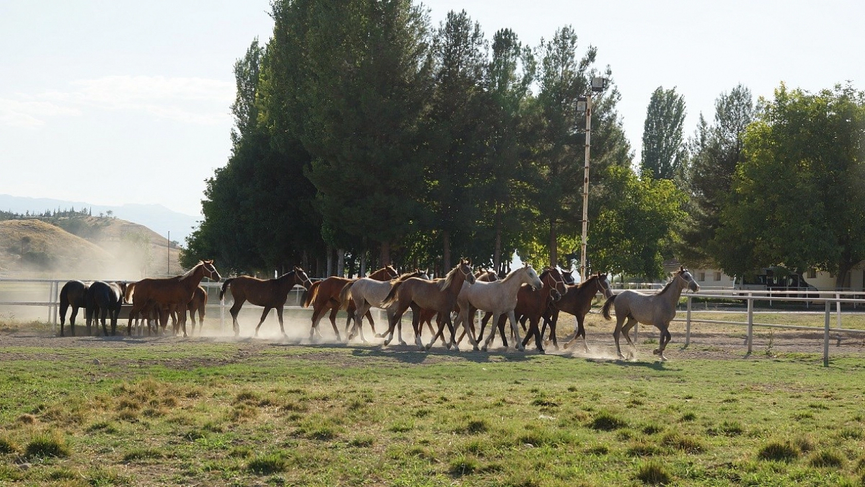 Malatya'da Yetiştirilen Milyonluk Taylar İstanbul'da Görücüye Çıkıyor!