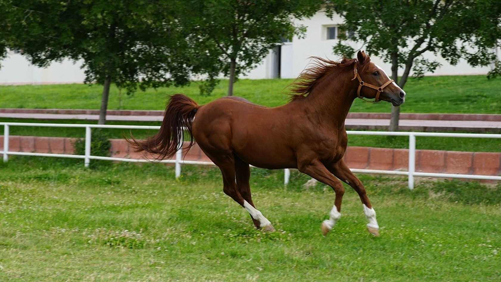 Malatya'da Yetiştirilen Milyonluk Taylar İstanbul'da Görücüye Çıkıyor!