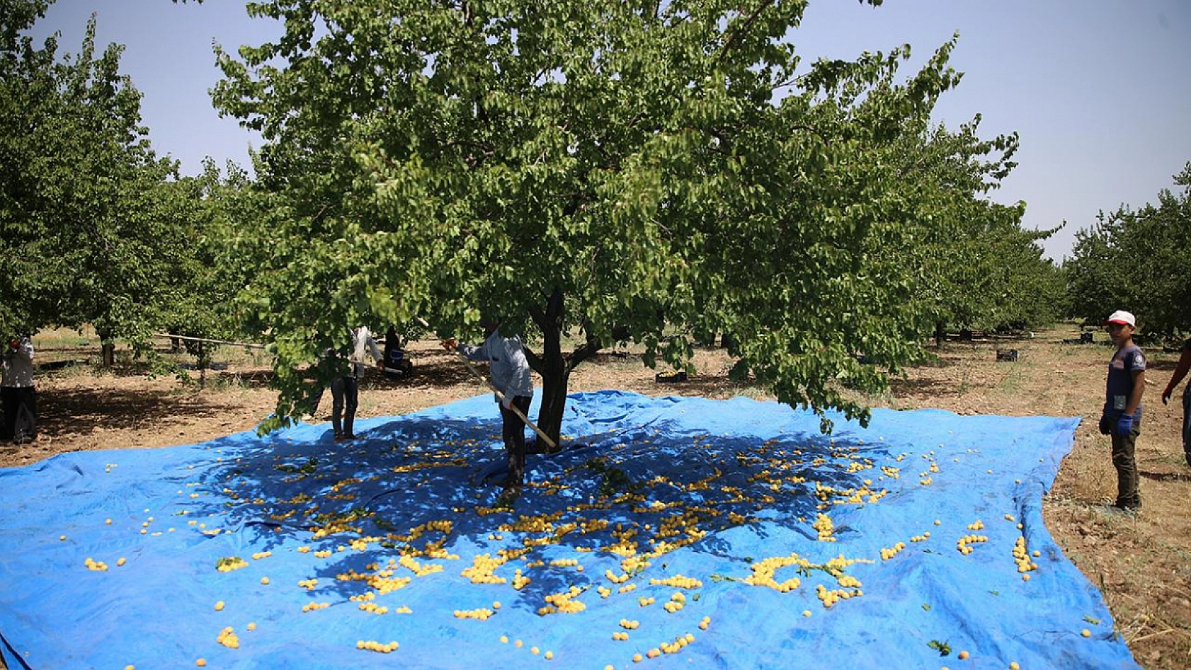 Kayısı Fiyatları Alarm Veriyor! Malatya'da Kayısı Mitingi Düzenlenecek!