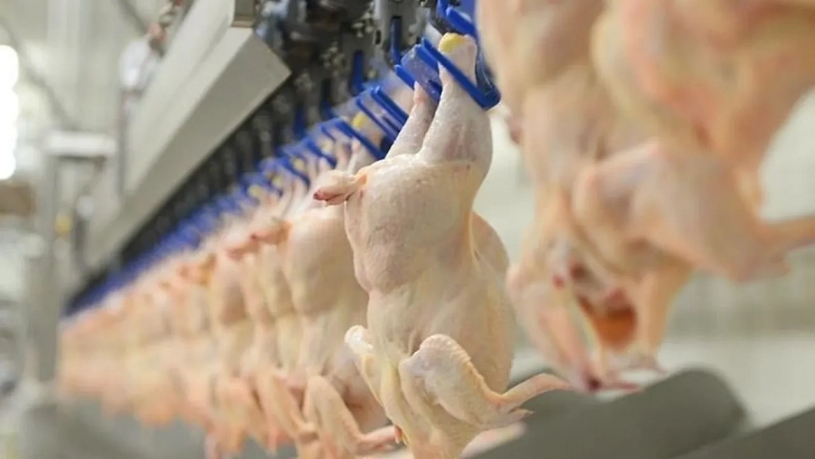 Kırmızı et alamayan vatandaş beyaz ete yöneldi: Üretim yüzde 6,9 arttı