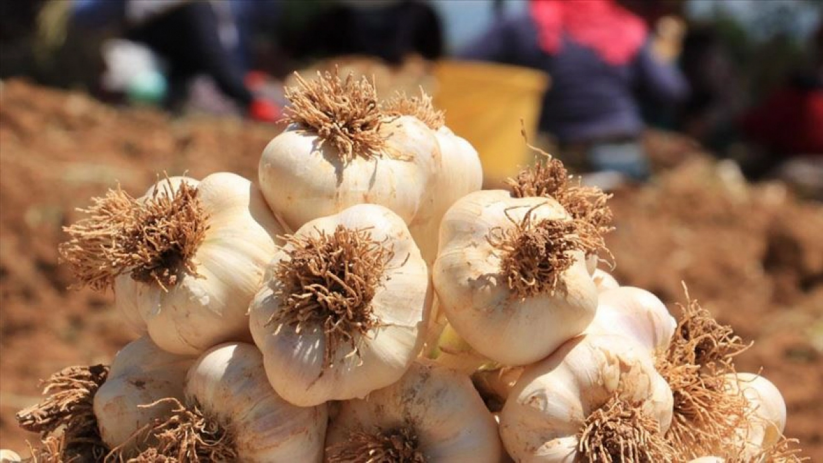 Malatya Hal Pazarı'nda güncel fiyatlar açıklandı: En ucuz ve en pahalı ürünler belli oldu