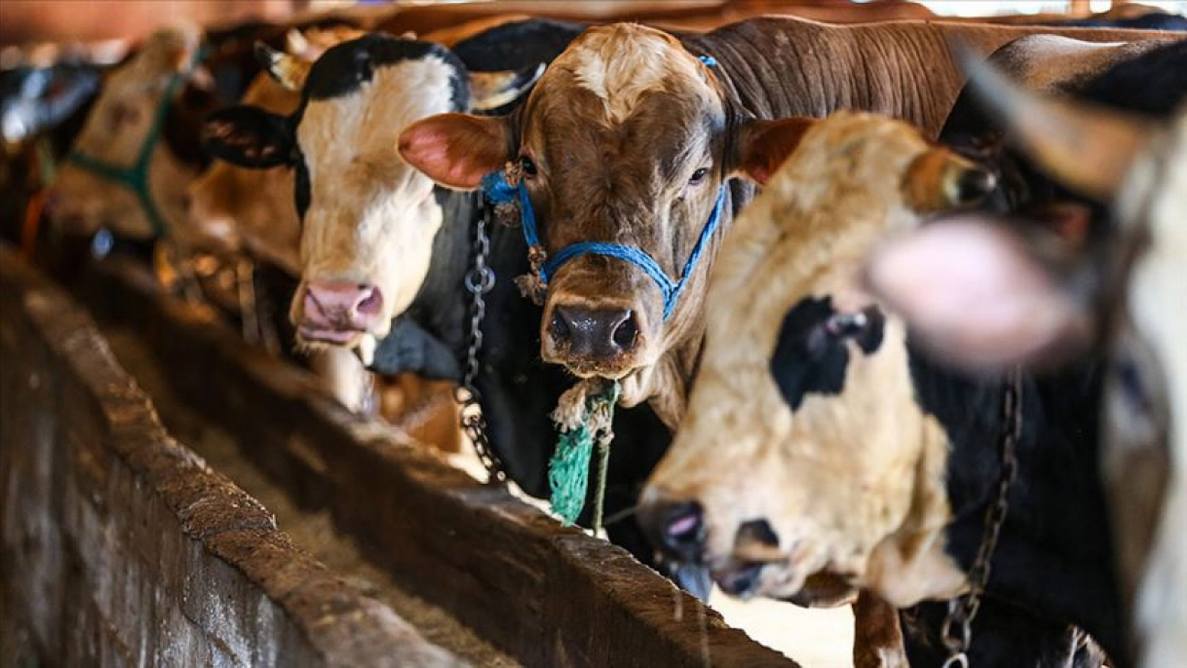 Kurban vekaleti verirken bu hatalara düşmeyin! Vekaletle kurban hakkında en çok sorulan 10 soru