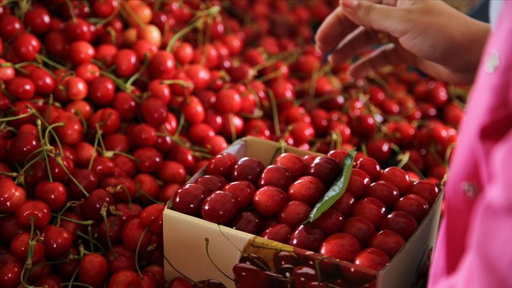 Malatya Hal Pazarı'nda güncel fiyatlar açıklandı: En ucuz ve en pahalı ürünler belli oldu