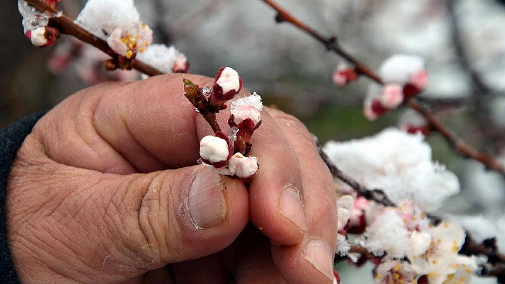 Malatya'da ihracat dondu: Kayısı felaketi yüzde 33 kayıp getirdi…