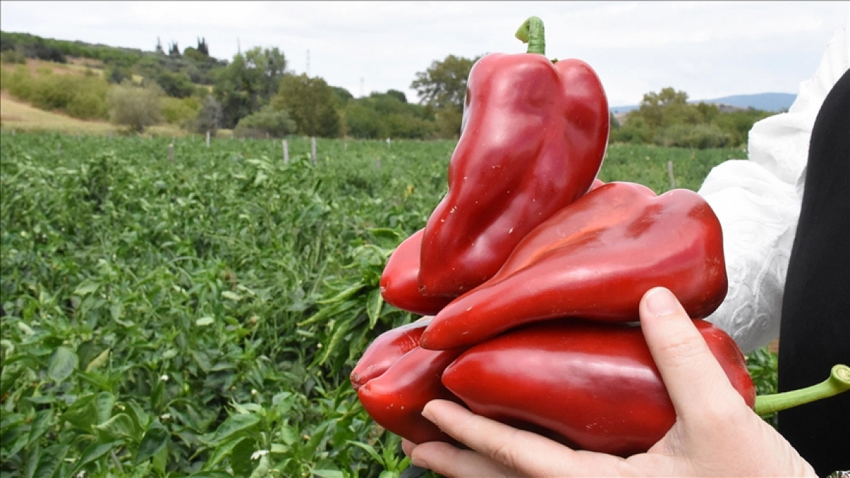 Malatya Hal Pazarı'nda güncel fiyatlar açıklandı: En ucuz ve en pahalı ürünler belli oldu