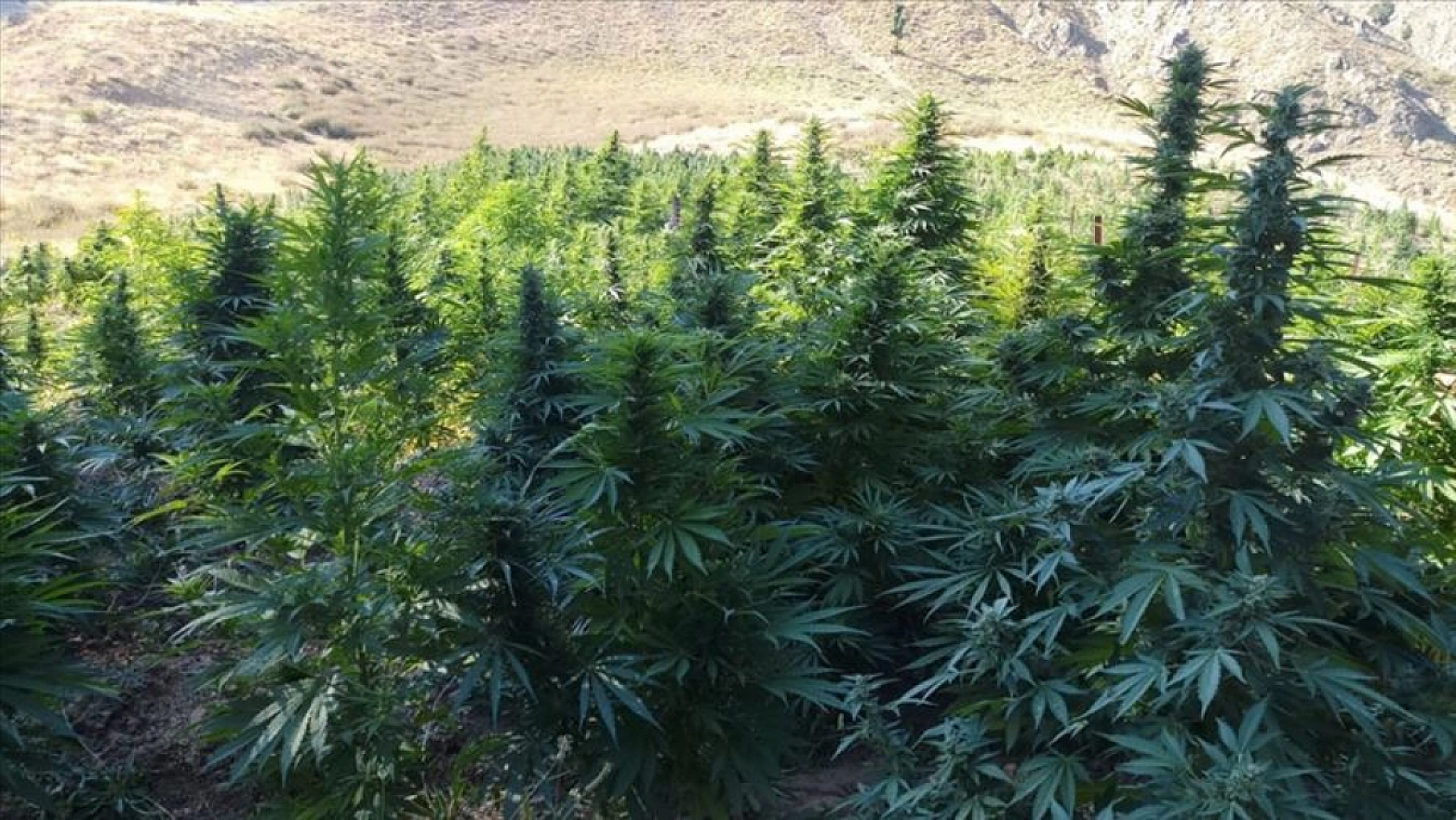 Resmi Gazete'de yayımlandı: Malatya'da da kenevir yetiştirilecek…