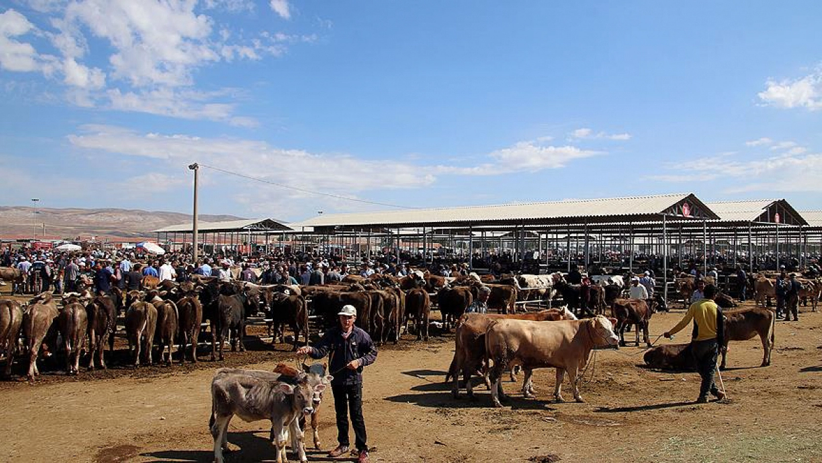 Kurban Üreticisine Müjde: Elde Kalan Tüm Hayvanları Devlet Alacak!